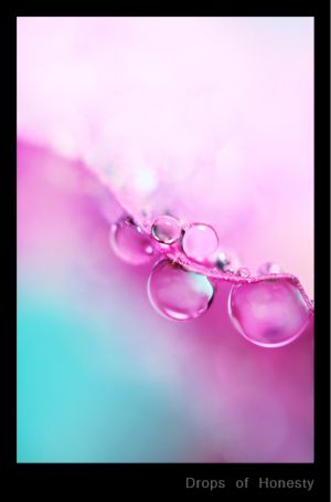 c5-Drops of Honesty.jpg